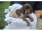 sweet German Shorthaired Pointer Puppies