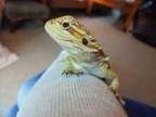Beautiful baby bearded dragons for sale :) The Dad is a....